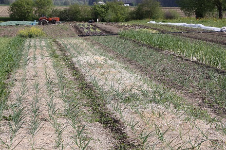 Gartentag gmüesabo 018
