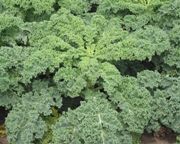 federkohl grünkohl braunkohl krauskohl kale