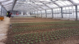 20171203 143332 Gewächshaus erste Saat Setzlinge