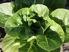 Gartentag gmüesabo 037