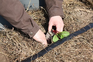 Gartentag gmüesabo 058
