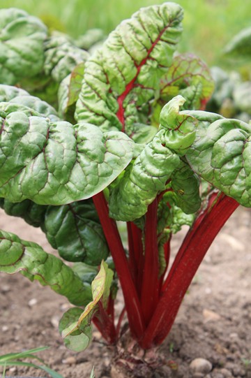 IMG 2150 klein für Website